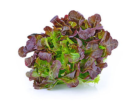 Red leaf lettuce